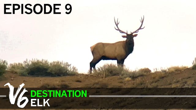 Big Bulls in Every Direction - Episode 9 (Destination Elk V6)