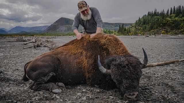 Bison on the Landscape