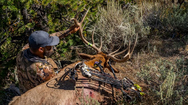 How to Find BULL ELK in September!