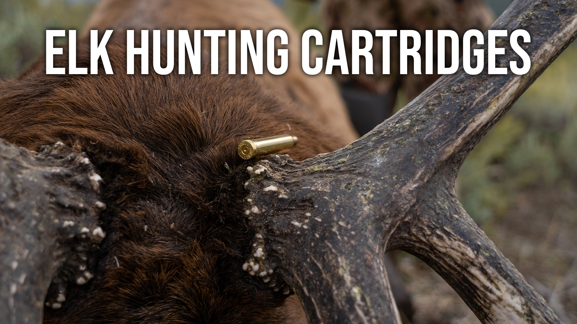 Randy Reacts | Rifle Cartridges for Elk Hunting 