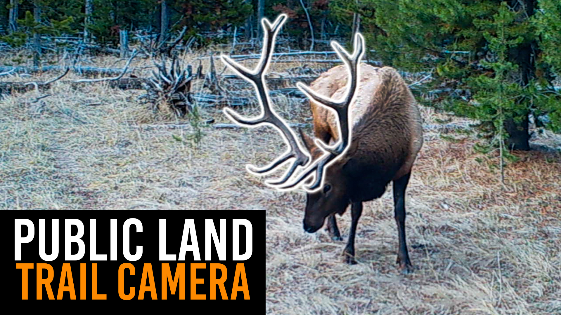 BULL ELK, MOOSE and more! | Trail Camera Review 