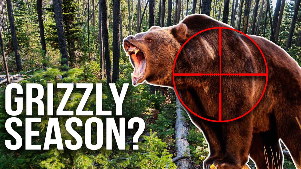 Can We Hunt Grizzly Bears Next Year? Fresh Tracks Weekly (Ep. 31