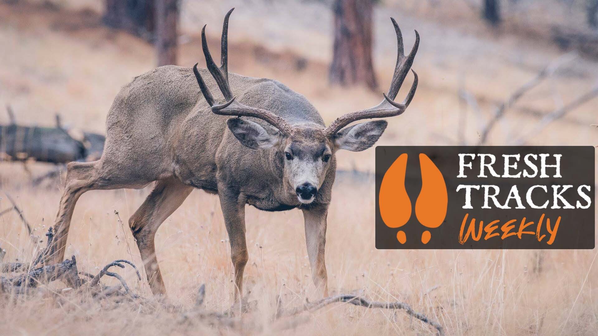 Less Big Bucks = Less CWD? | Fresh Tracks Weekly (Ep. 4)