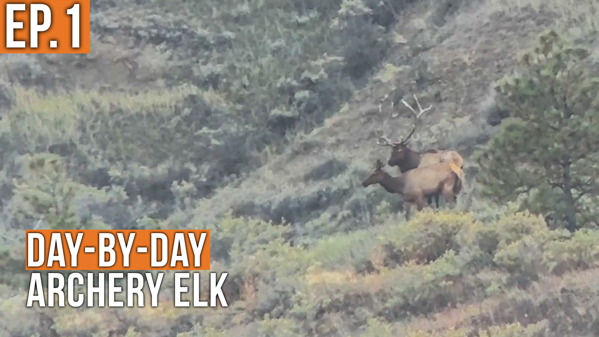 It's HOT But So is the Action | Archery Elk with Marcus & Kara (EP.1)