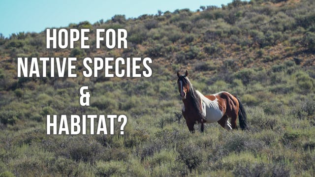 Reduction in Wild Horses | Fresh Trac...