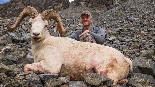 Alaska Dall Sheep - A 40 Year Dream
