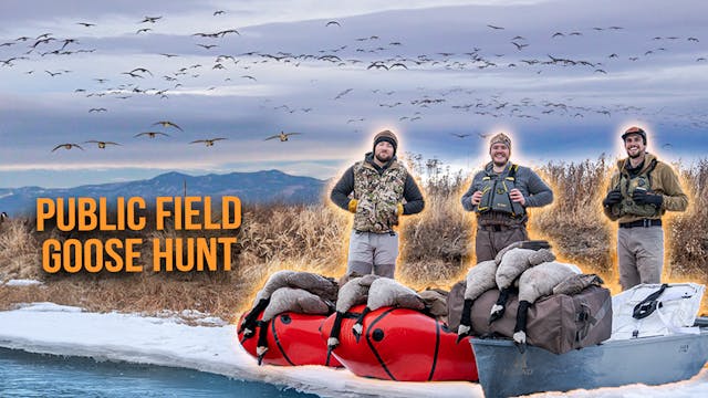 Late Season Montana Goose Hunting