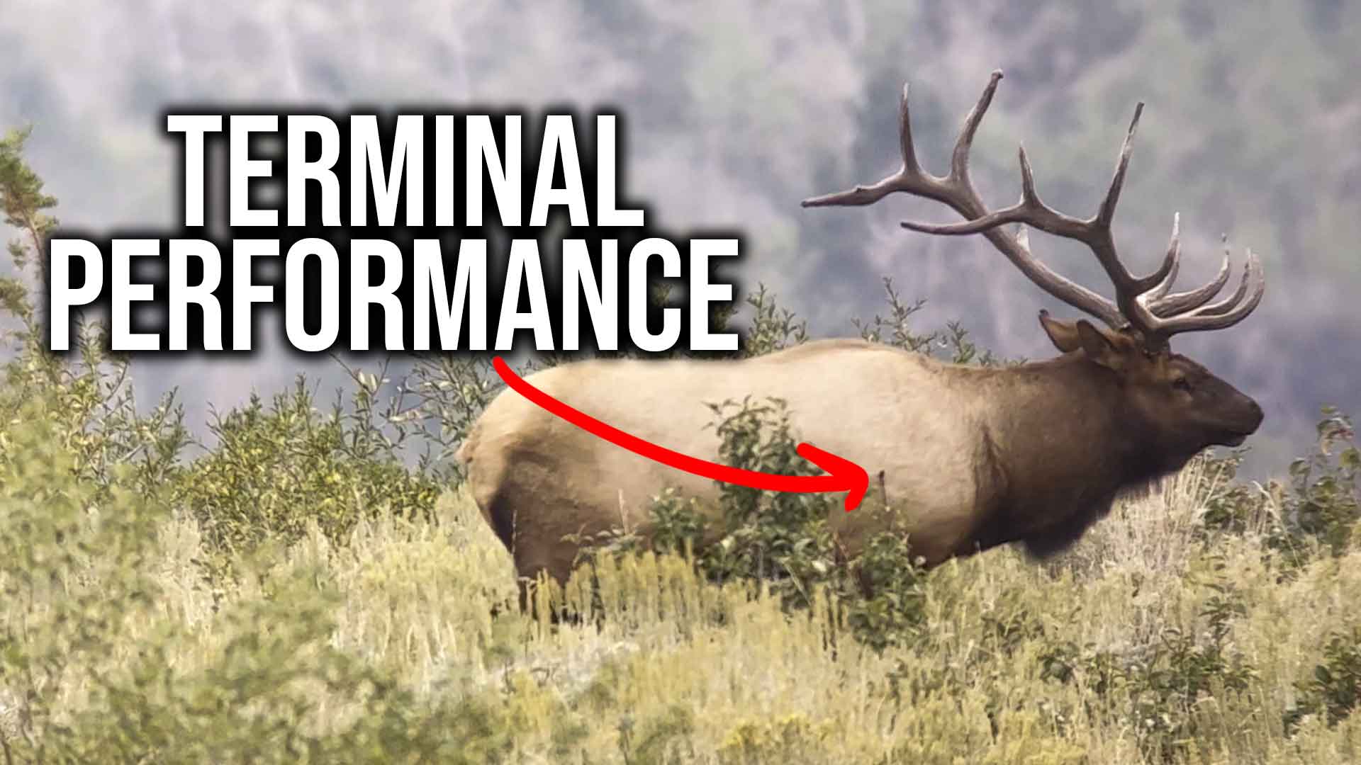 Terminal Performance = Lethality | Bulls, Bullets and Ballistics with NOSLER 