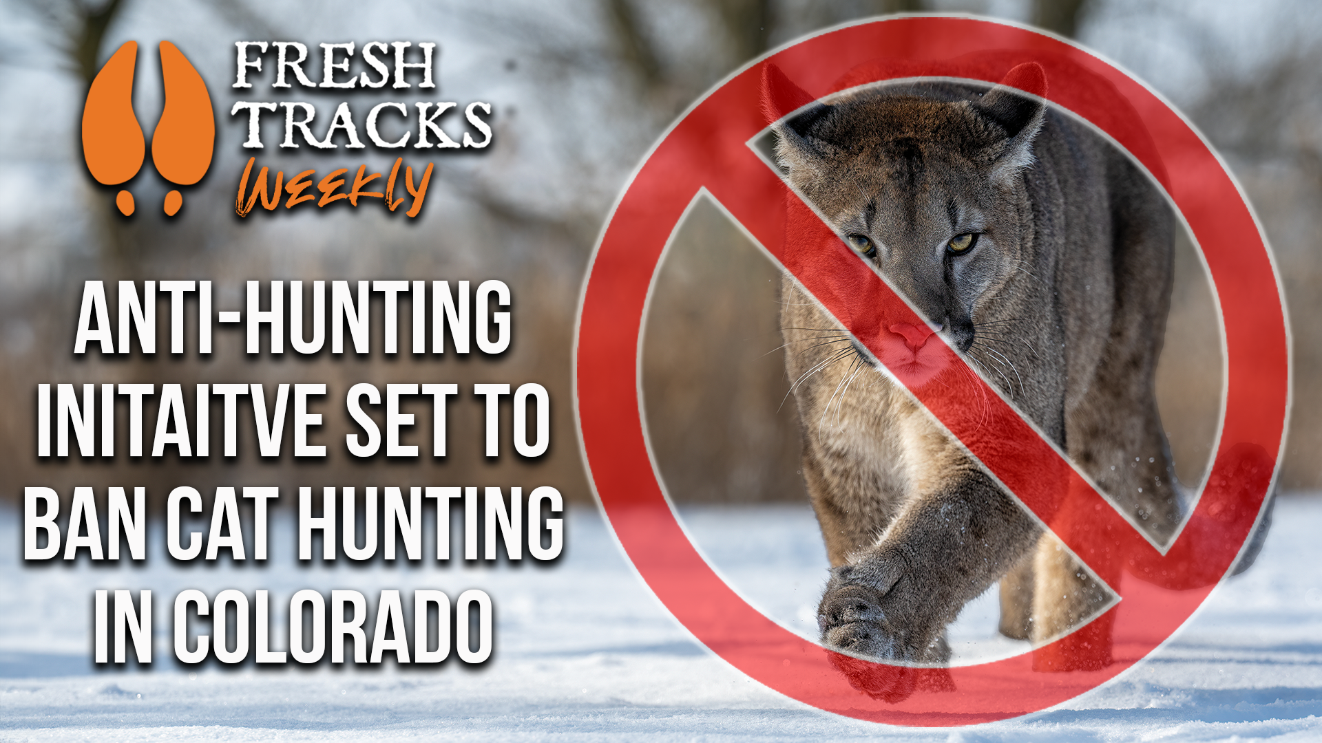 MORE Predators on the Landscape in Colorado? | Fresh Tracks Weekly (Ep. 55)