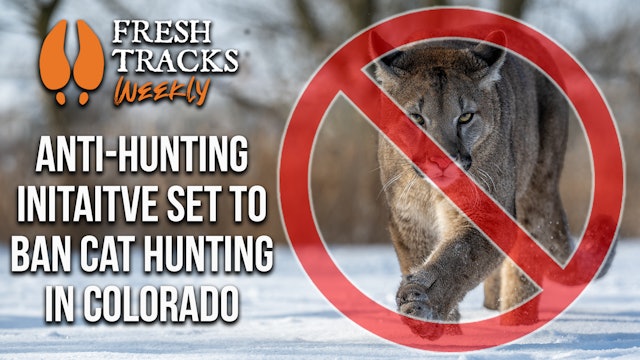 MORE Predators on the Landscape in Colorado? | Fresh Tracks Weekly (Ep. 55)