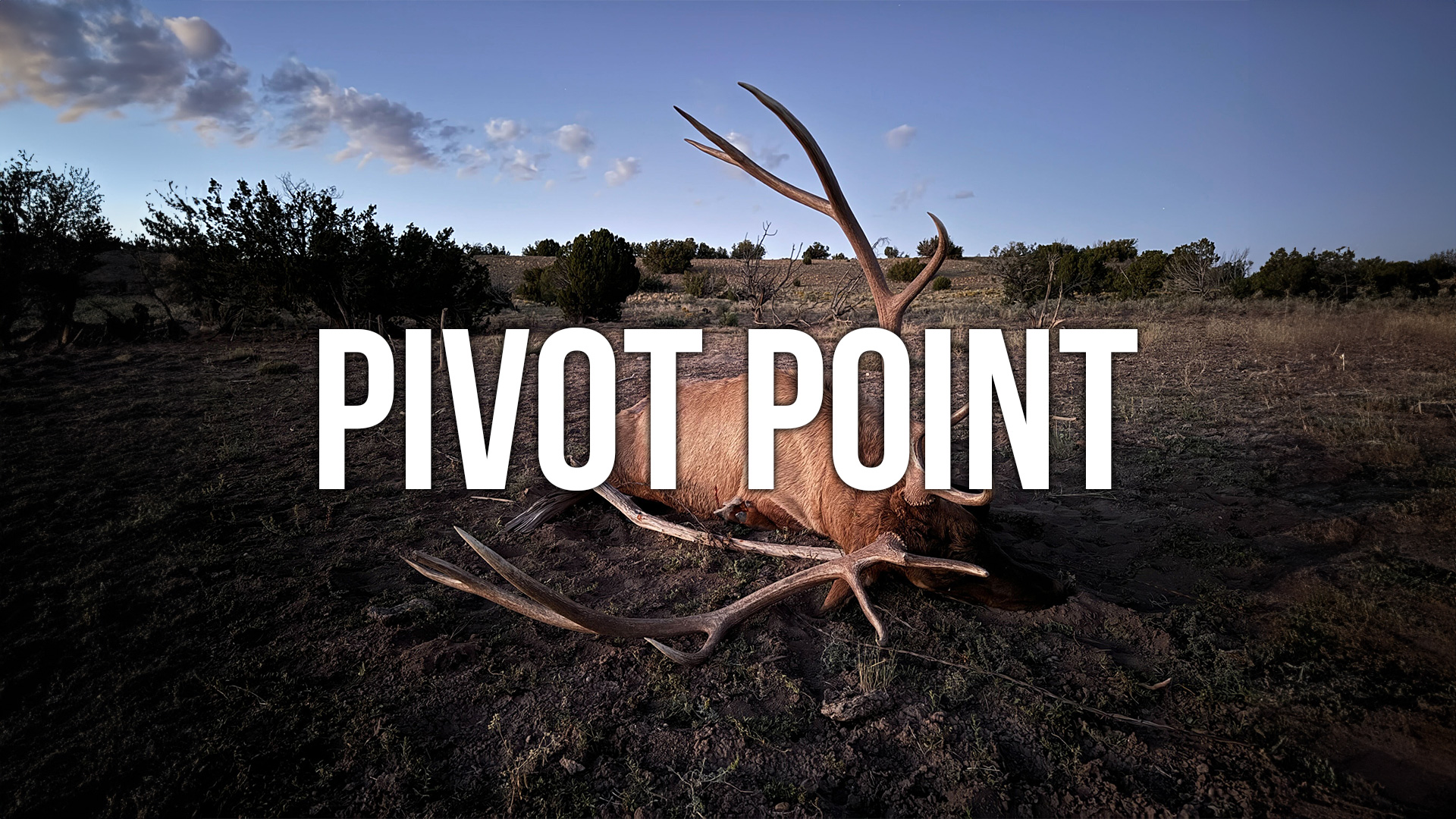 Arizona Elk | Pivot Point 