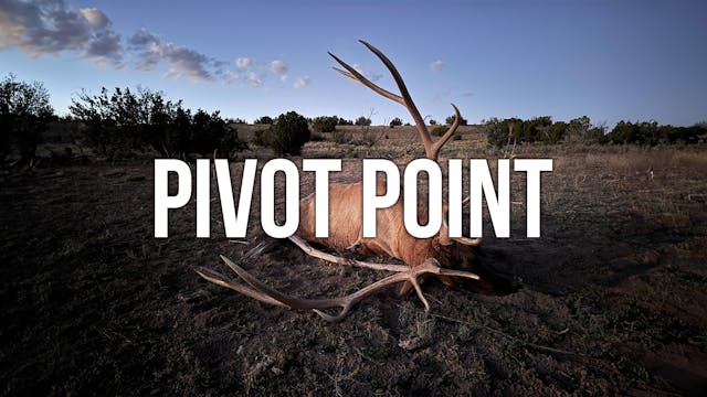 Arizona Elk | Pivot Point 