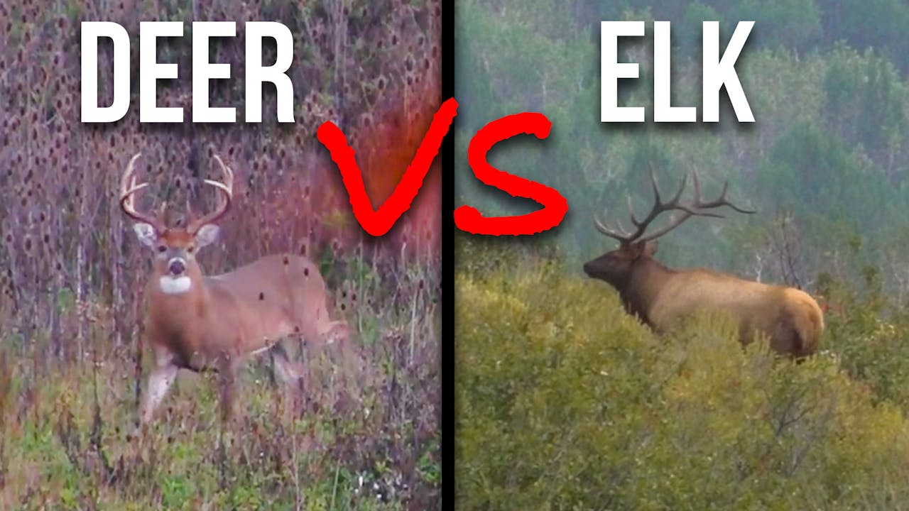 Deer VS Elk Hunting | 5 Biggest Differences - Fresh Tracks+