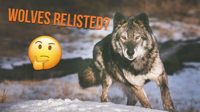 Fresh Tracks Weekly - Wolves are Cudd...