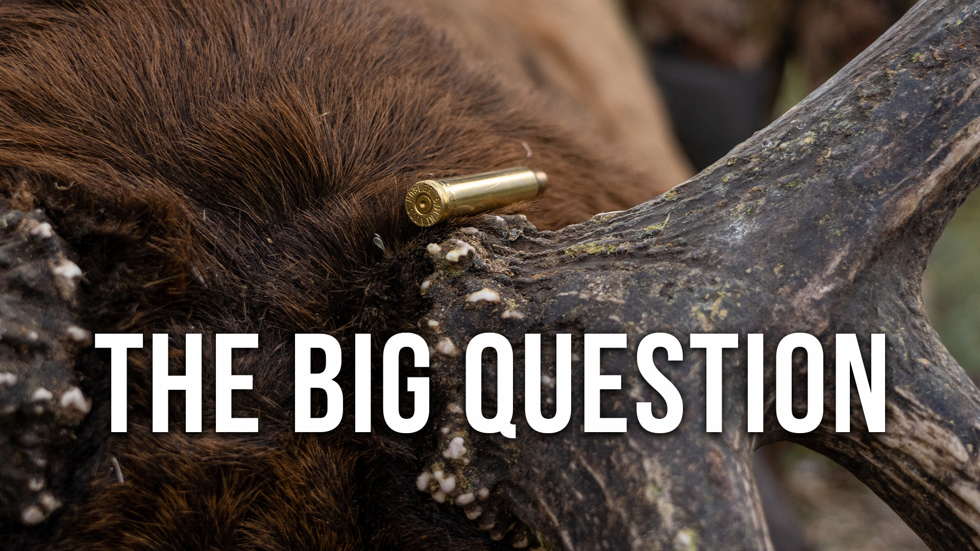 The Best Elk Hunting Cartridges - Randy Explains What Really Matters