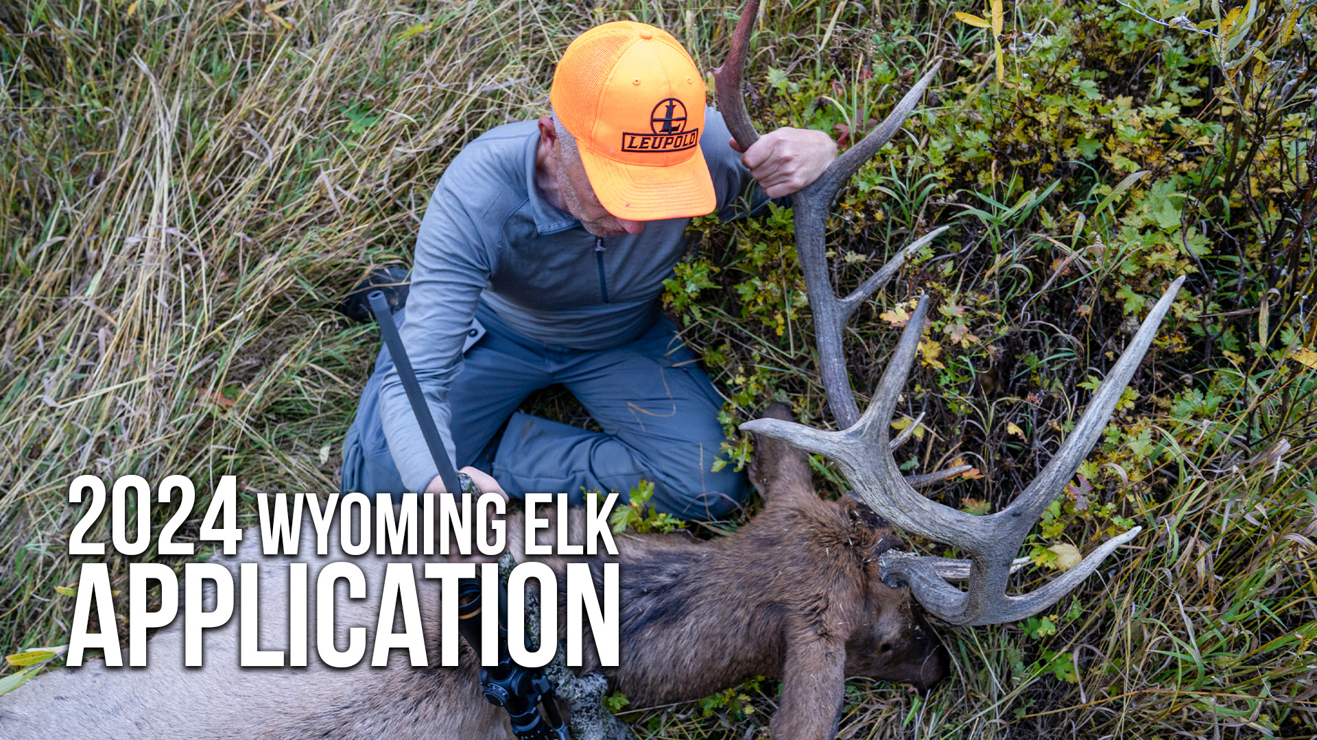 How to Apply For Elk in Wyoming This Year 