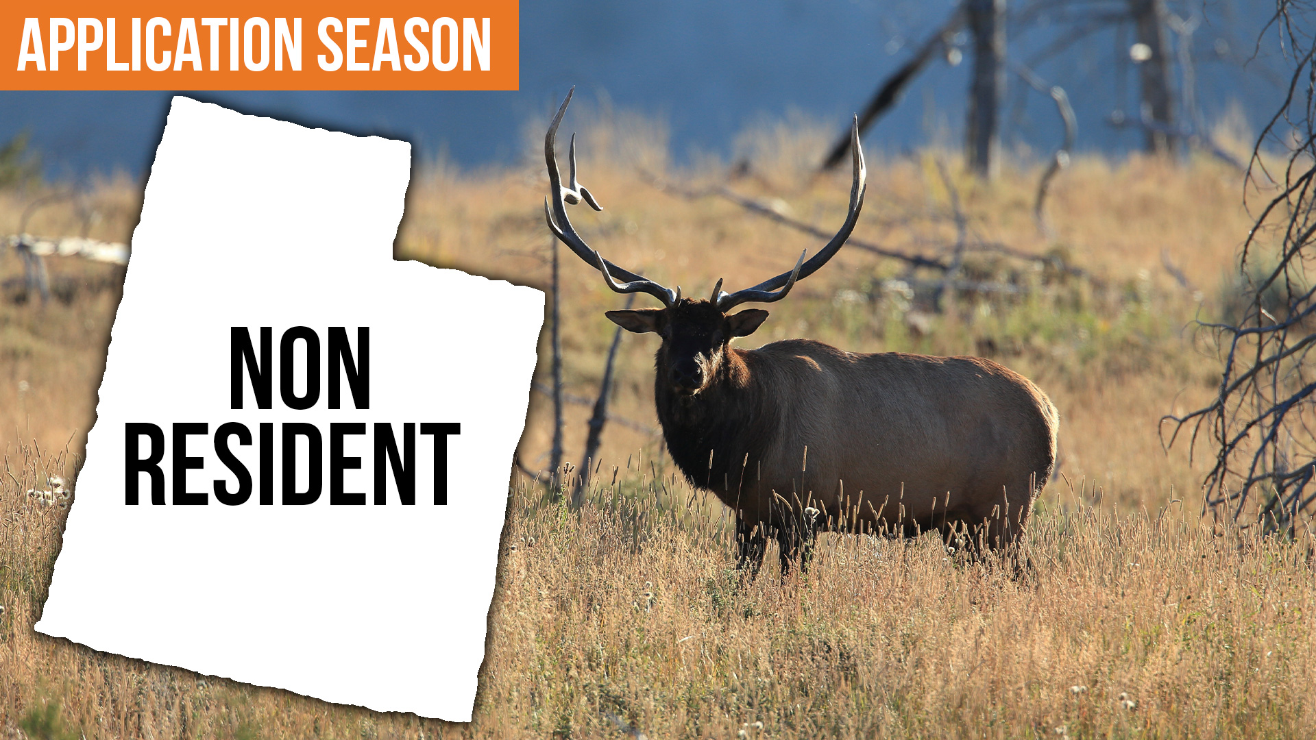 Utah Draw Strategy for Non-Residents | Maximize Your Odds