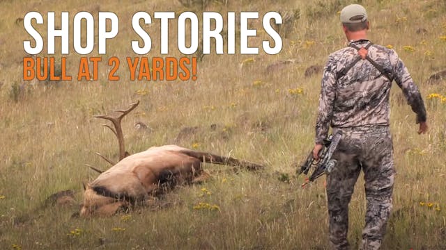 Shop Stories | Bull Elk at 2 YARDS