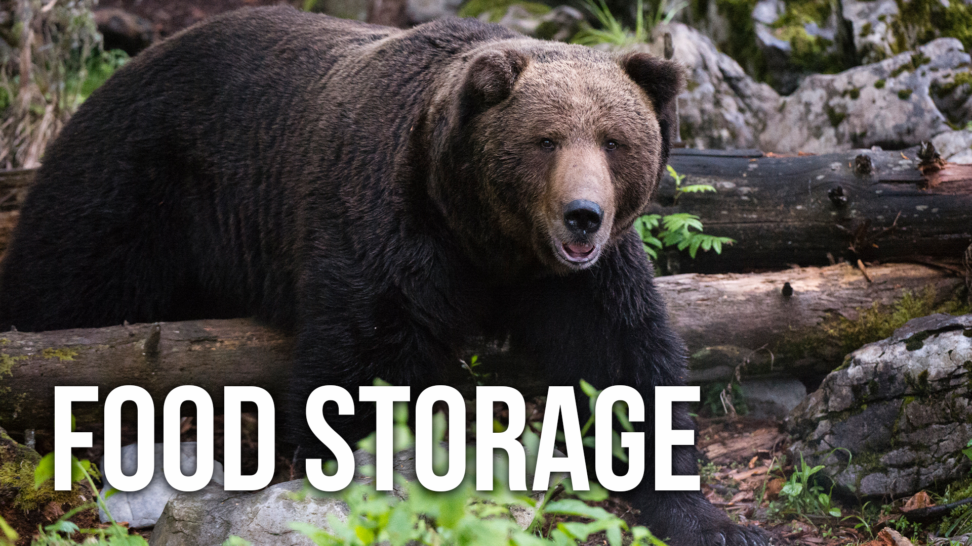 How to Store Food Safely in Grizzly Country