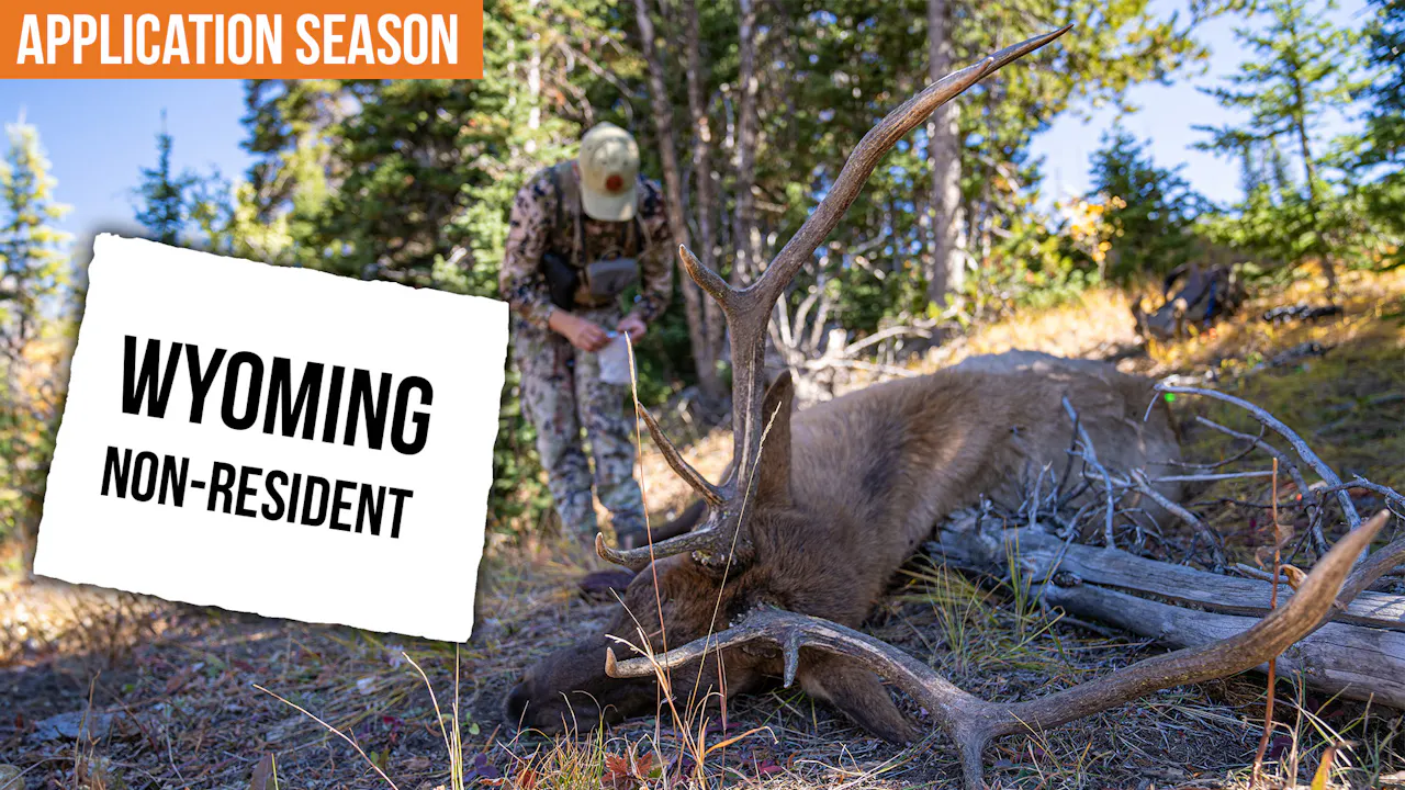 Wyoming Non-Resident Elk Draw Explained | Tags, Points, and How the ...