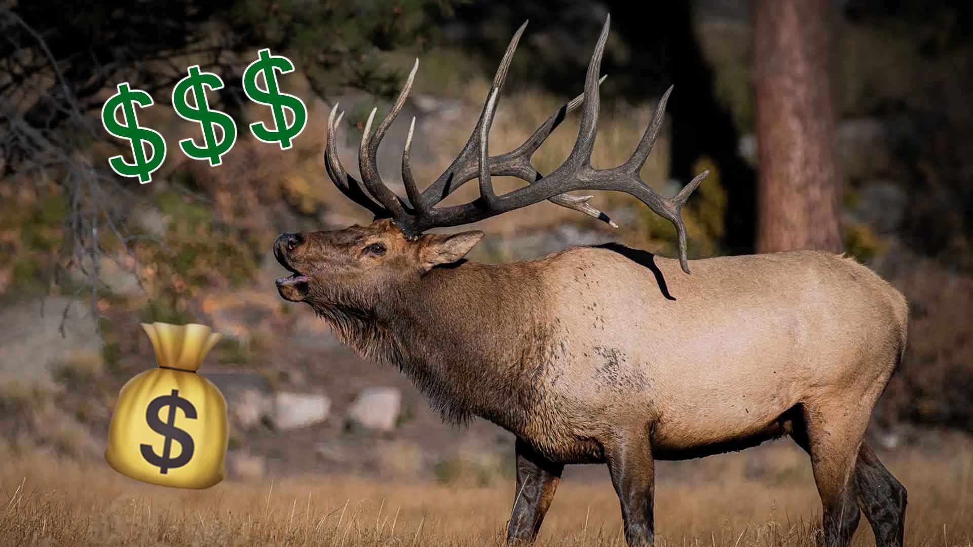 Fresh Tracks Weekly - Bulls For Billionaires (Ep.2)