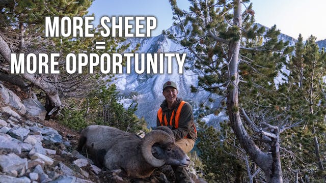 Putting More Sheep on the Mountain | ...