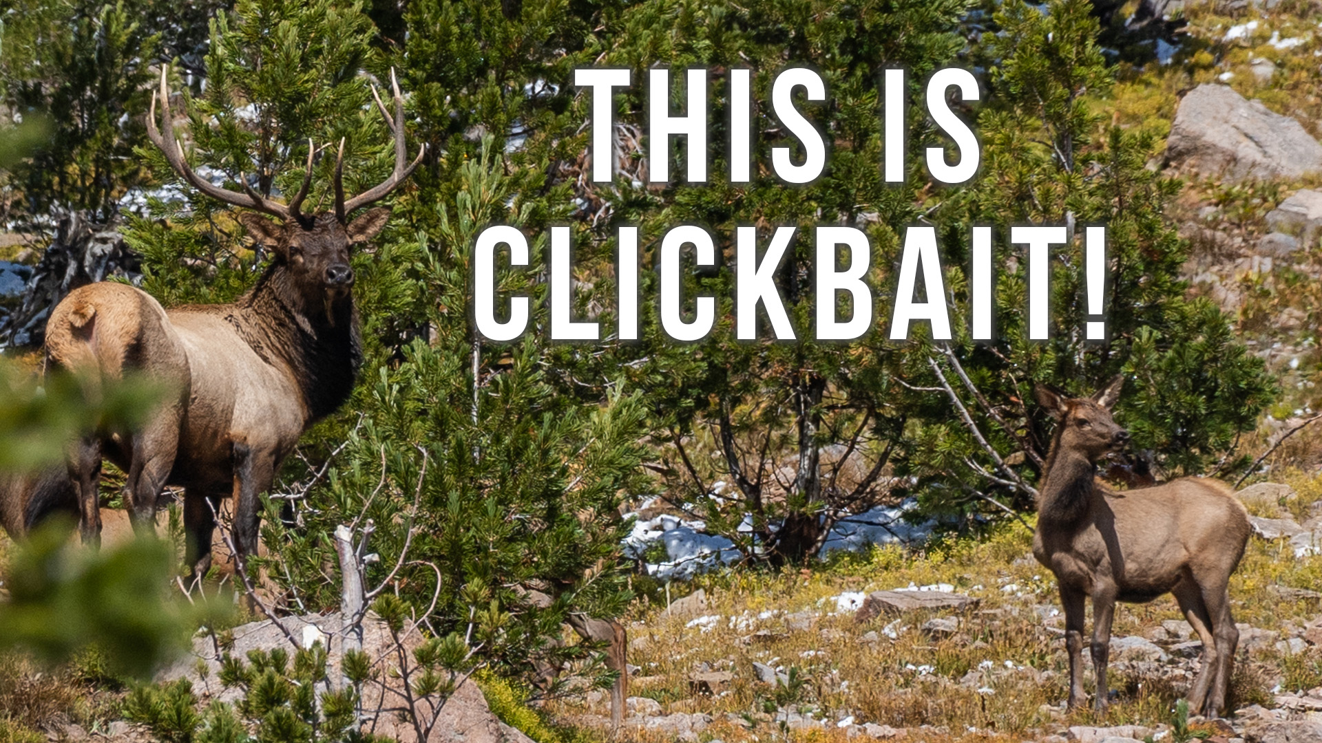 Don't Watch This Video! | Fresh Tracks Weekly (Ep. 65)