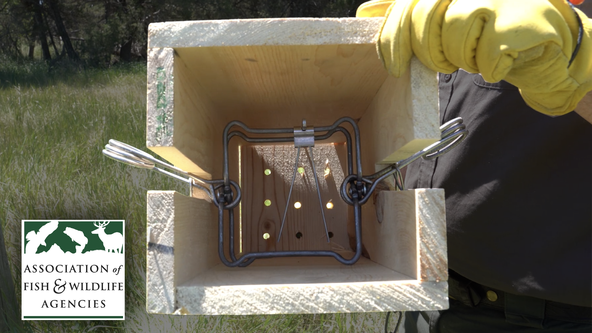 How to be Selective and Avoid Certain Species while Trapping 