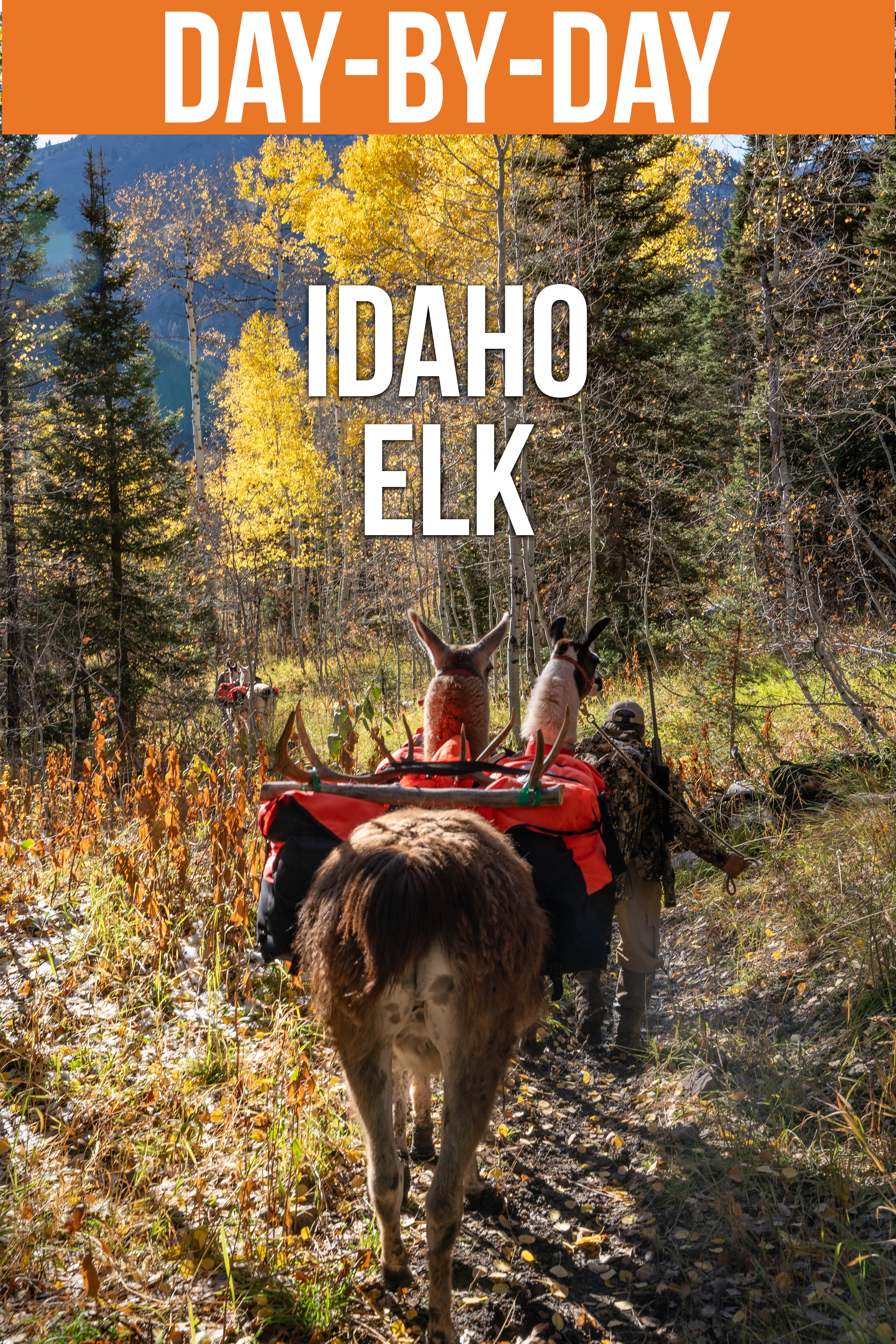 Idaho Backcountry Elk