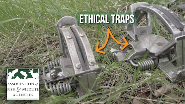 Best Management Practices for Trapping