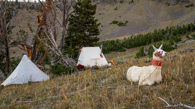A Backcountry Hunting Camp with Llamas