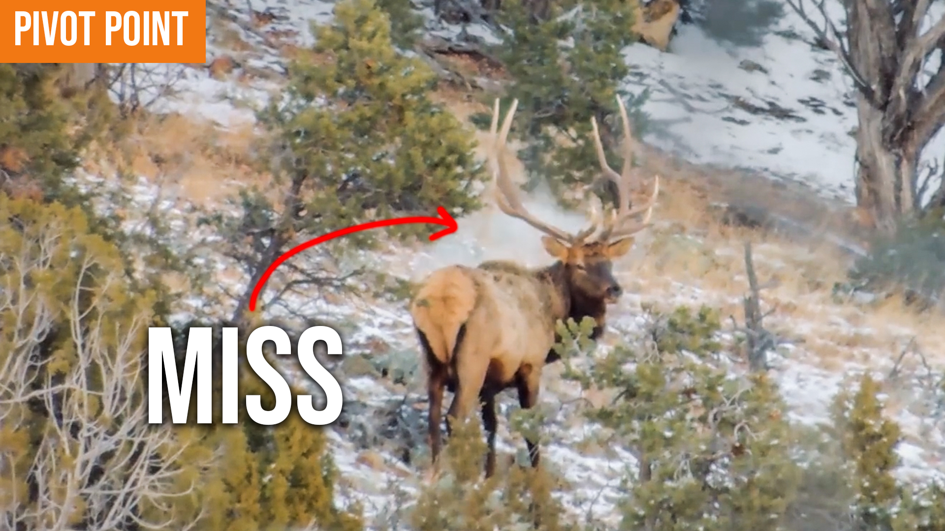 The Biggest Bull Randy Has Missed | Pivot Point 