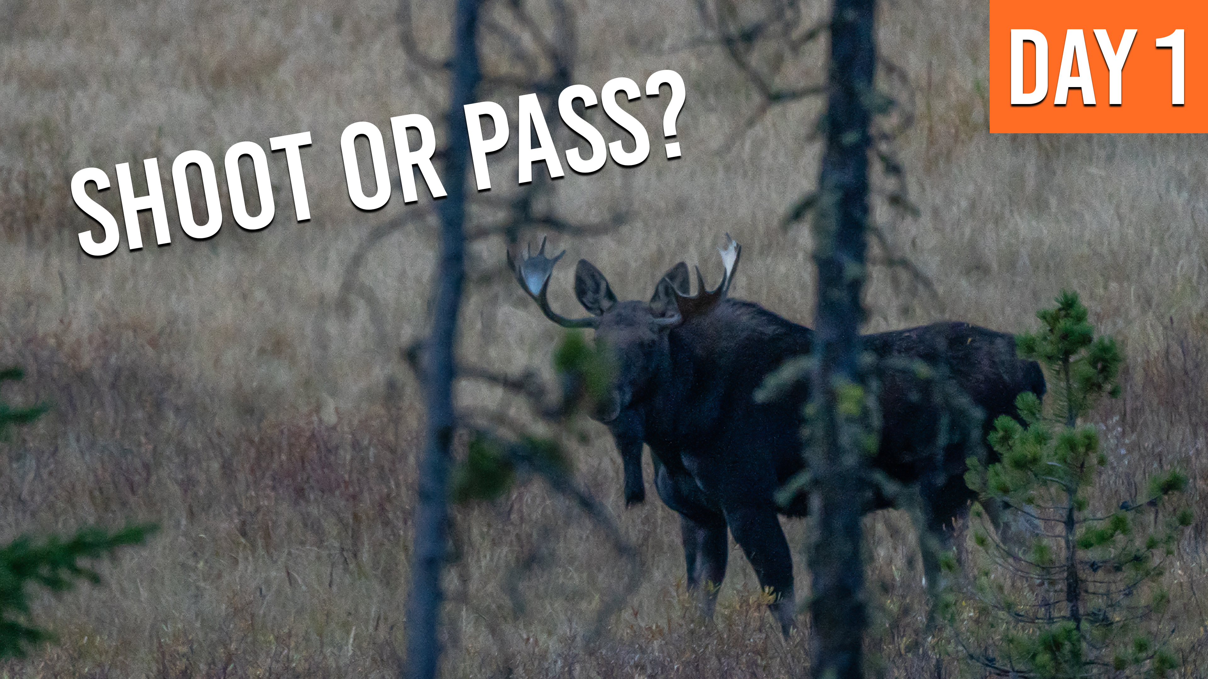 Bull Moose At 99 YARDS On The FIRST DAY | Montana Moose (DAY 1)