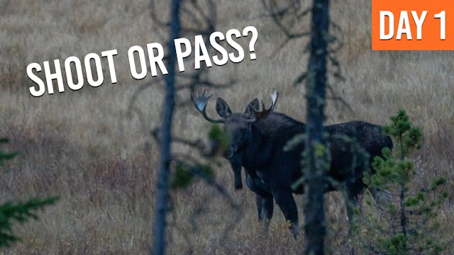 Bull Moose At 99 YARDS On The FIRST D...