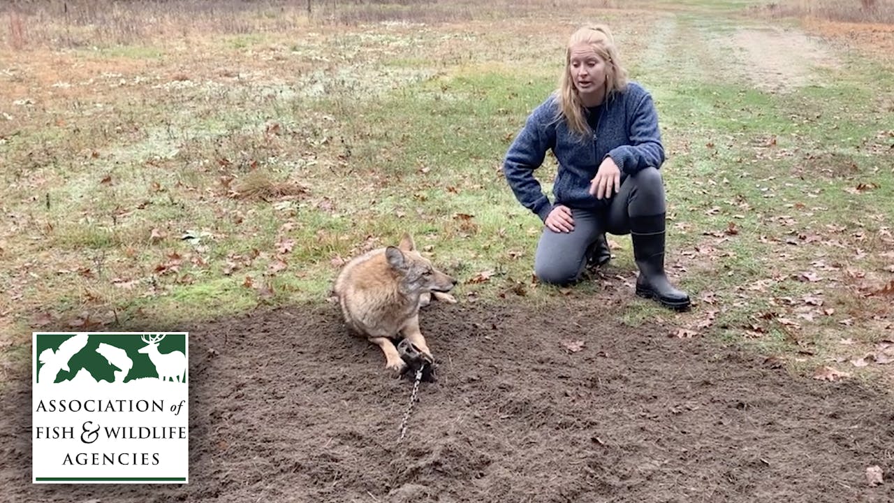 Cable Restraint for Fox and Coyote Trapping Instruction Videos