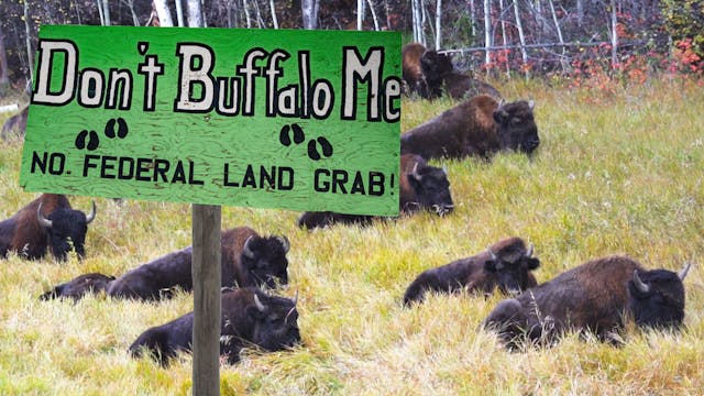 Bison Ruining a Way of Life? American...