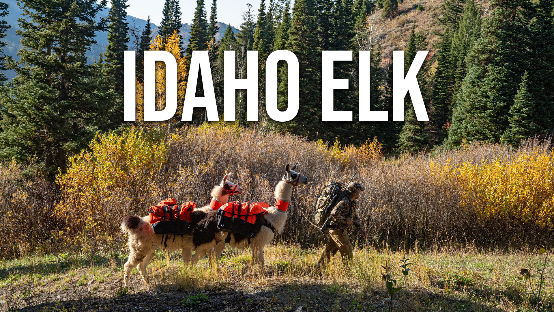 Idaho Backcountry Elk