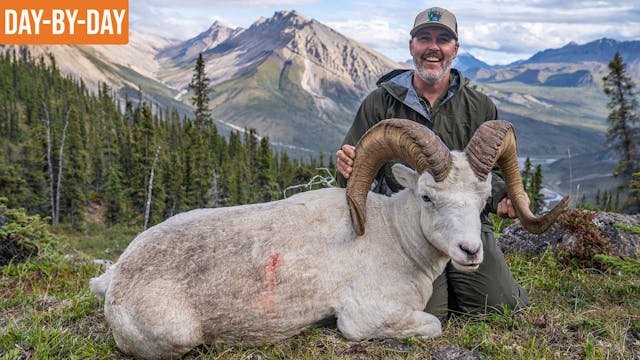 Andy's Ram! | NWT Dall Sheep and Cari...