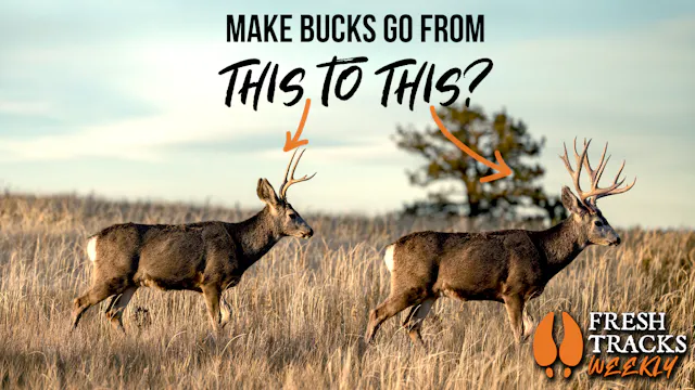 Do Antler Point Restrictions Actually...