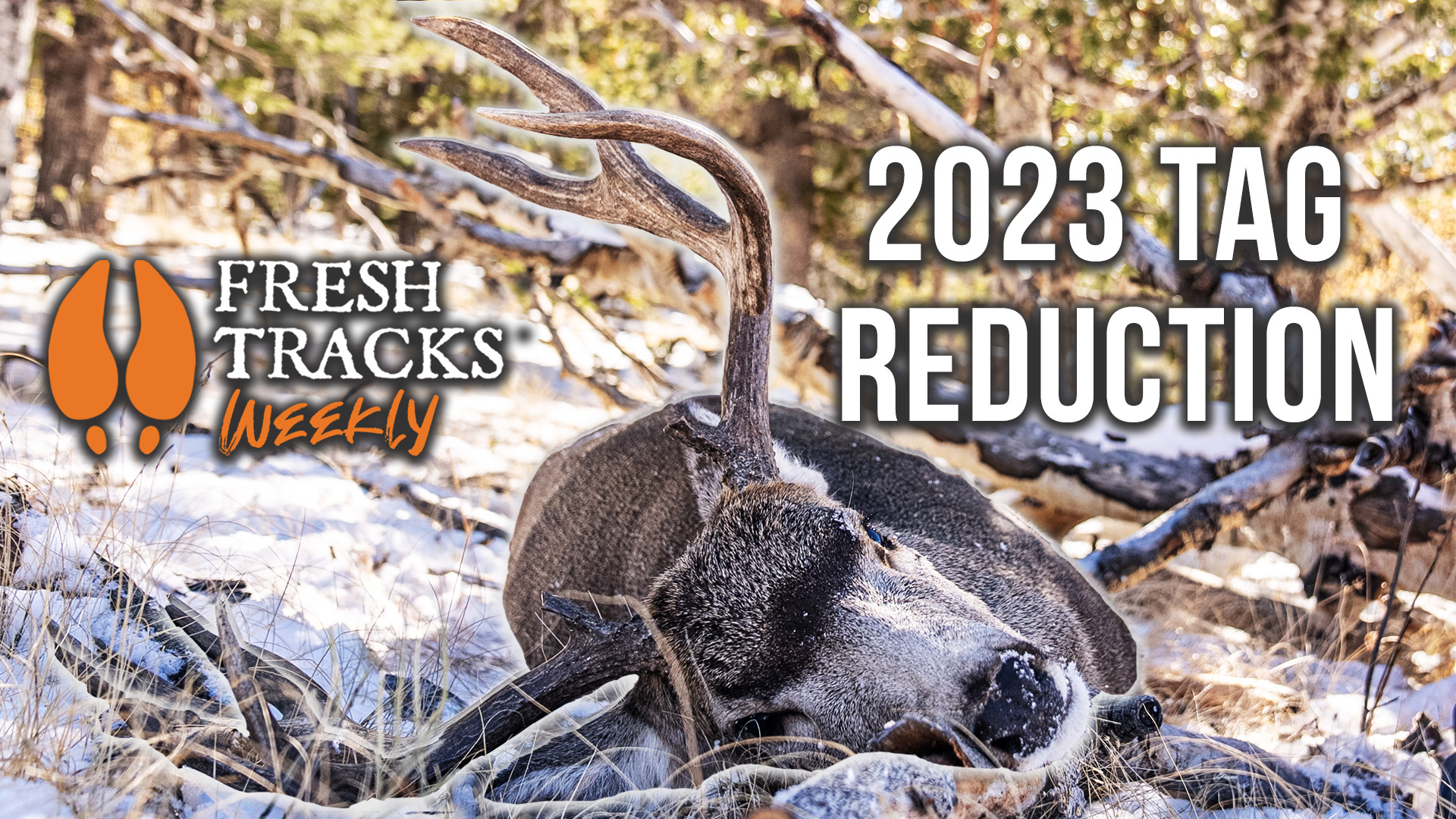 How Winter Kills Wildlife | Fresh Tracks Weekly Ep. 36