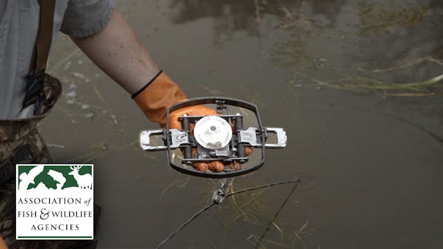 Common Water Sets with Foothold Traps