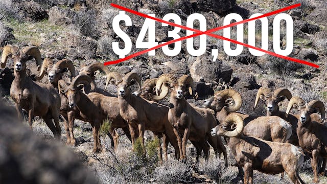 Arizona Cancels Auction Tags | Fresh ...