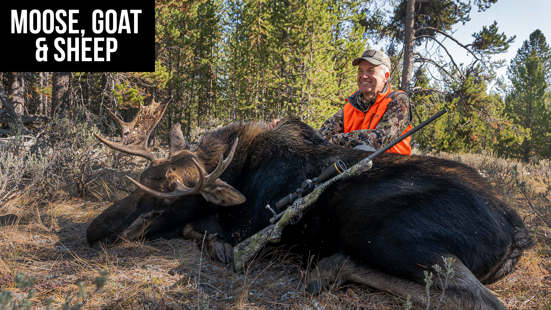 Moose, Goat, and Sheep Application For Montana & Idaho