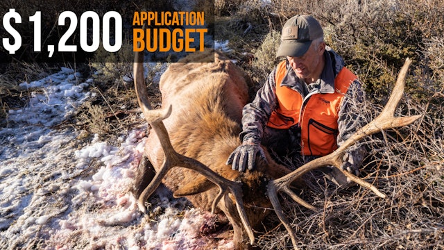 Hunt Elk on a Budget | $1,200 Elk Application Strategy