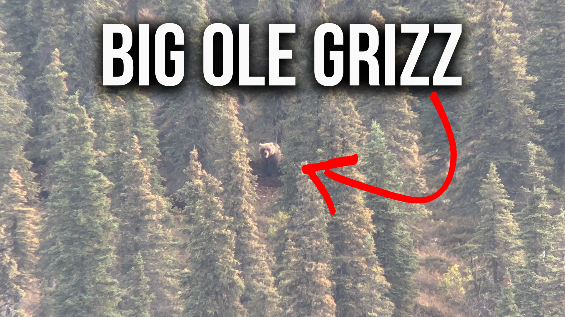 Tips to Stay Safe in Grizzly Country