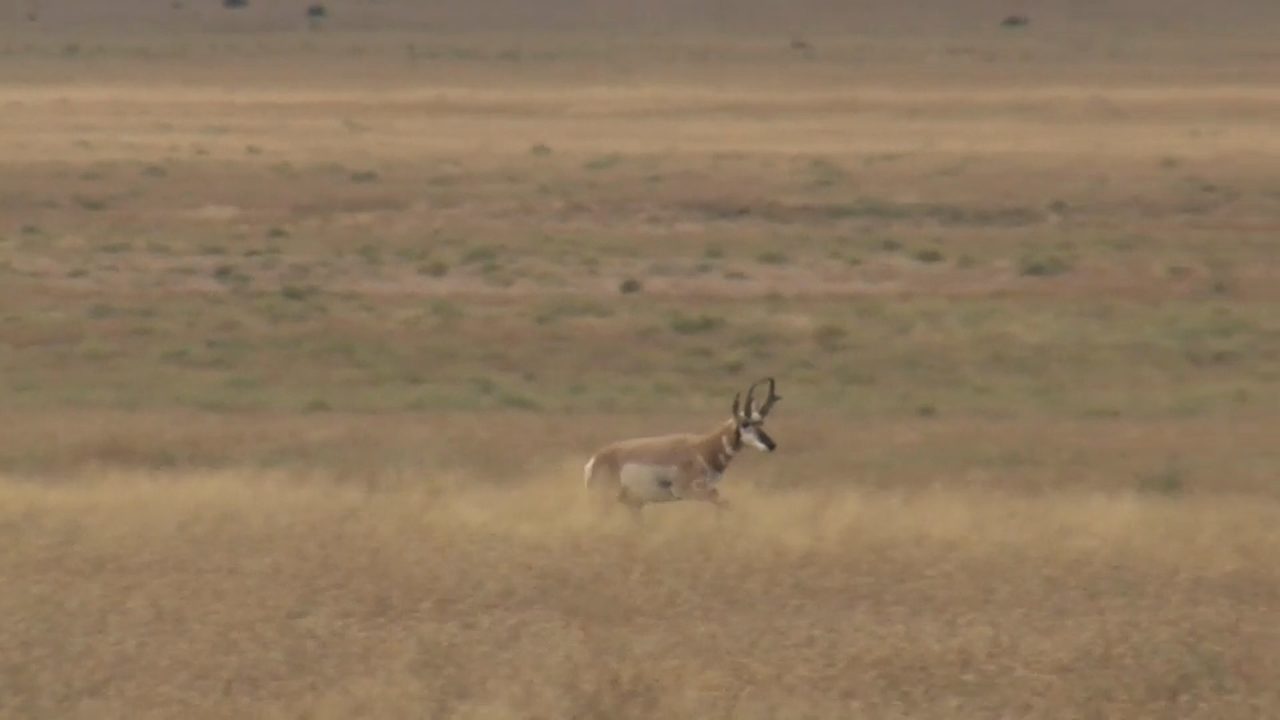 On Your Own Adventures: Season 1, Episode 3 - New Mexico Pronghorn