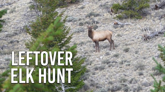 Leftover Elk Tag Hunt