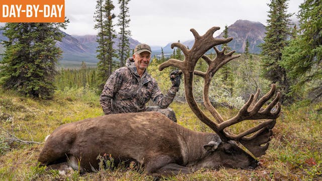 GIANT Caribou DOWN! | NWT Dall Sheep ...