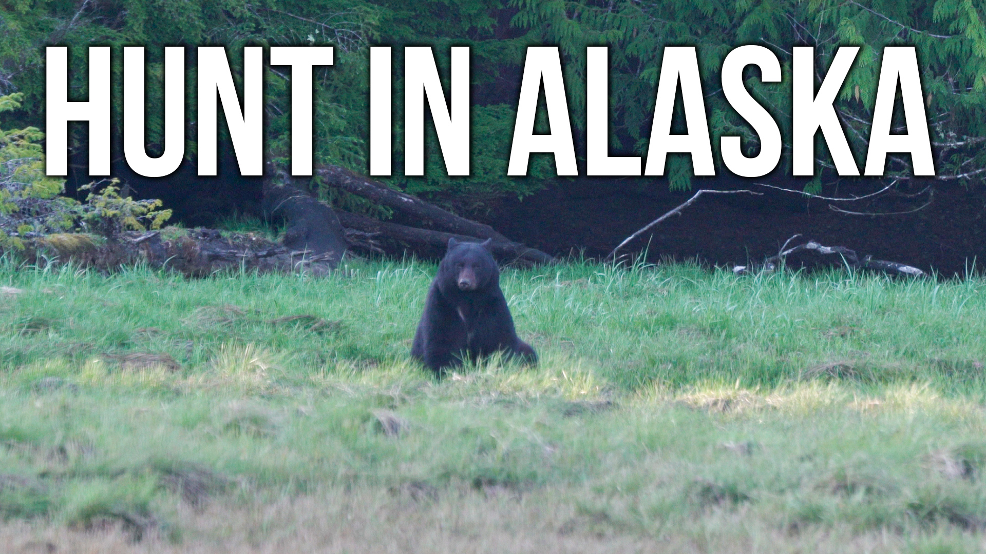 Experience Alaska! | How to Hunt AK as A Non-Resident!