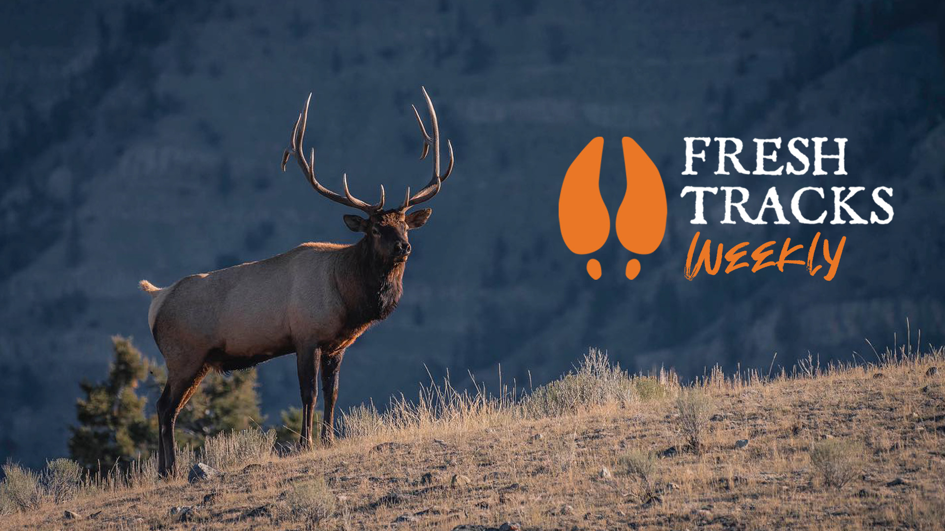 Should Selling Antlers be Illegal? | Fresh Tracks Weekly (Ep. 5)